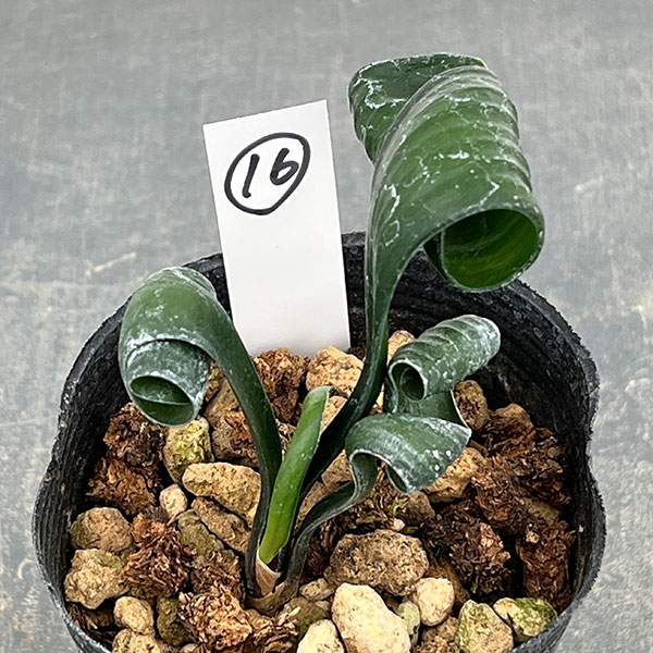 クンシラン：クリビア・カール3号ポット26-16