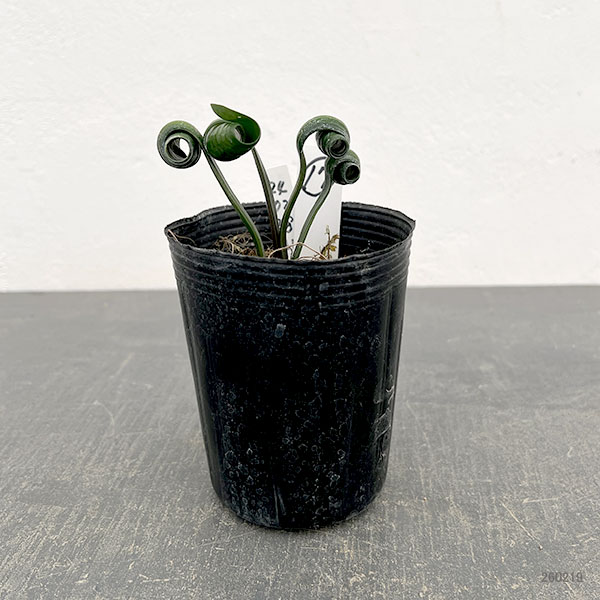 クンシラン:クリビア・カール3号ポット26-17