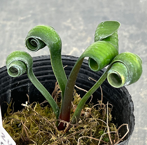 クンシラン:クリビア・カール3号ポット26-17