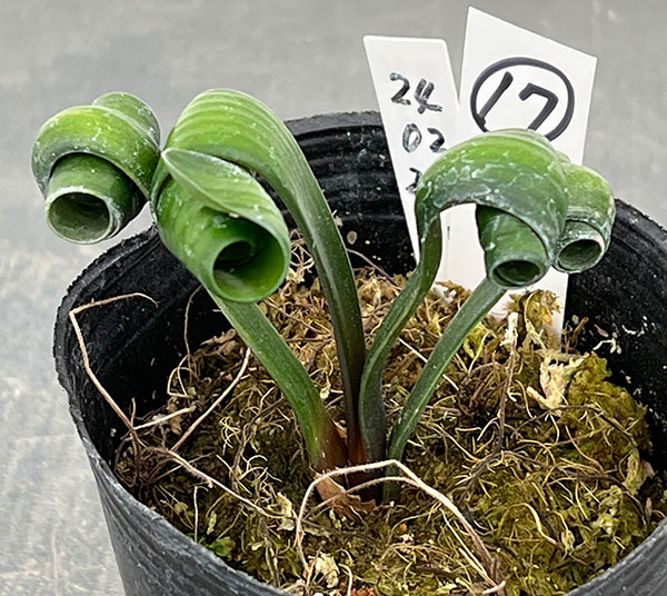 クンシラン:クリビア・カール3号ポット26-17