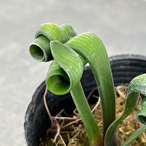 クンシラン:クリビア・カール3号ポット26-17