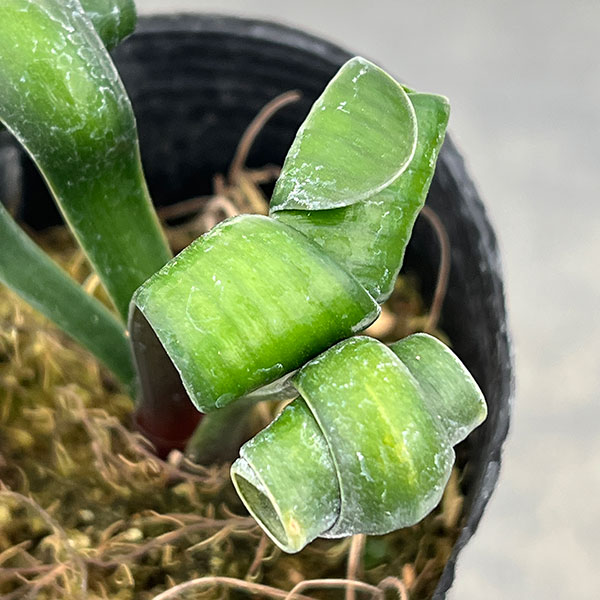 クンシラン:クリビア・カール3号ポット26-17