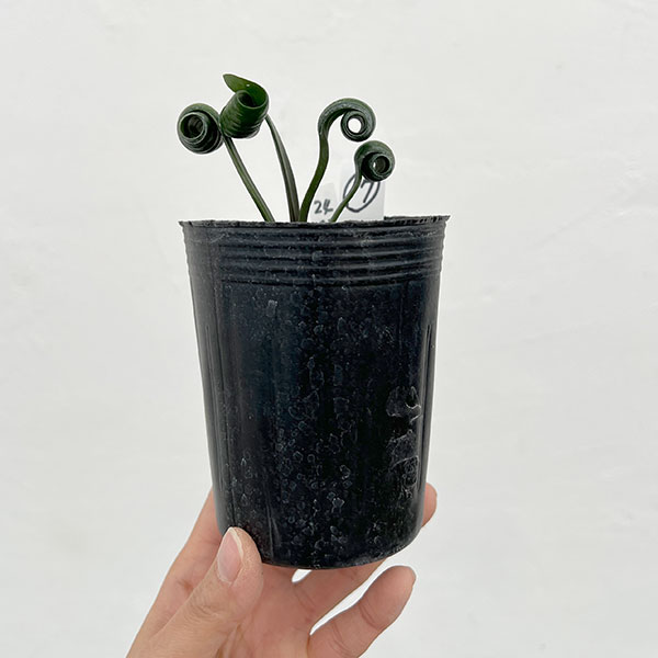 クンシラン:クリビア・カール3号ポット26-17