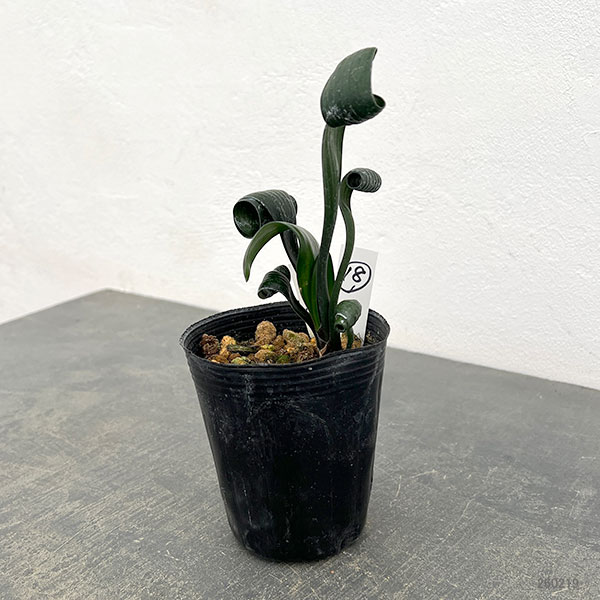 クンシラン：クリビア・カール3号ポット26-18