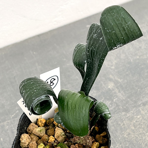 クンシラン：クリビア・カール3号ポット26-18