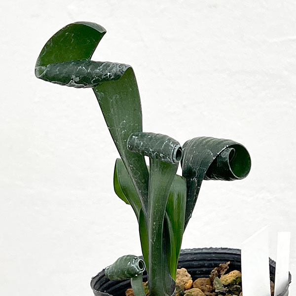 クンシラン：クリビア・カール3号ポット26-18