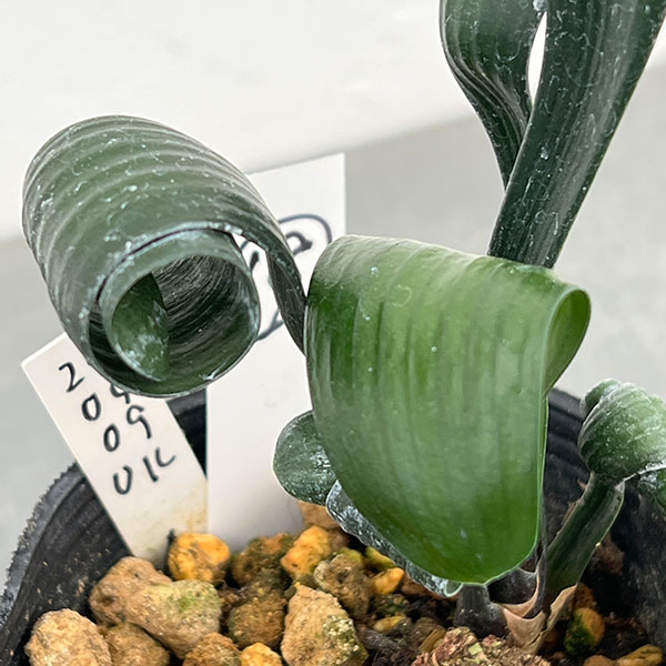 クンシラン：クリビア・カール3号ポット26-18