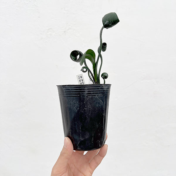 クンシラン：クリビア・カール3号ポット26-18