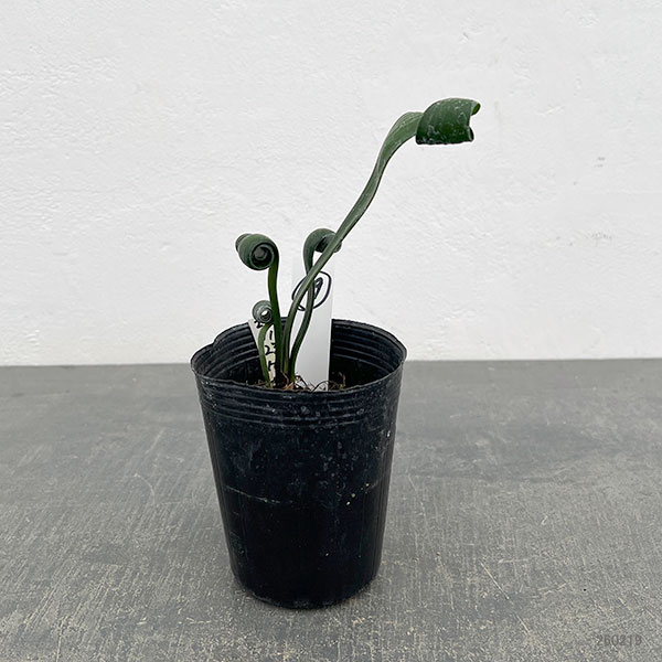 クンシラン：クリビア・カール3号ポット26-19