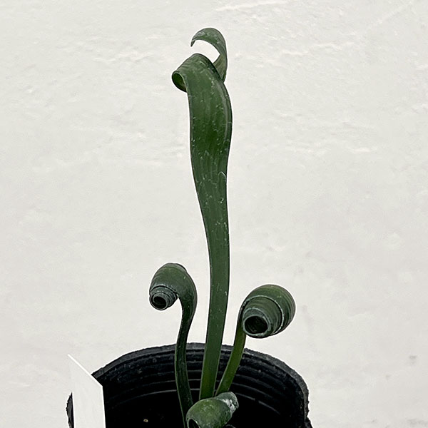 クンシラン：クリビア・カール3号ポット26-19