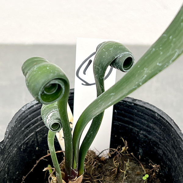 クンシラン：クリビア・カール3号ポット26-19