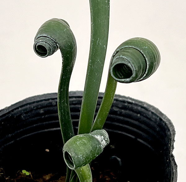 クンシラン：クリビア・カール3号ポット26-19