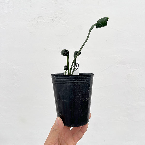 クンシラン：クリビア・カール3号ポット26-19