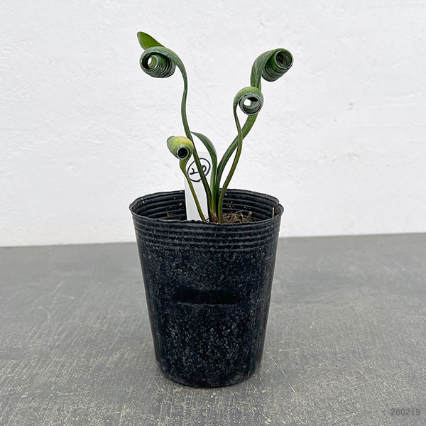 クンシラン：クリビア・カール3号ポット26-20