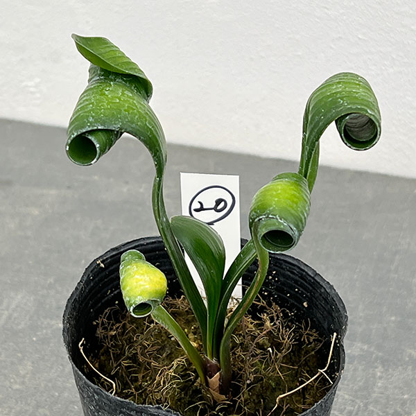 クンシラン：クリビア・カール3号ポット26-20