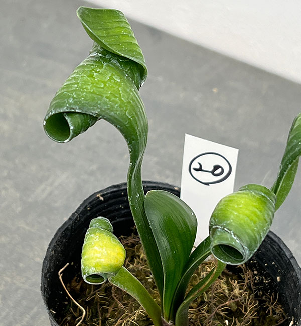 クンシラン：クリビア・カール3号ポット26-20