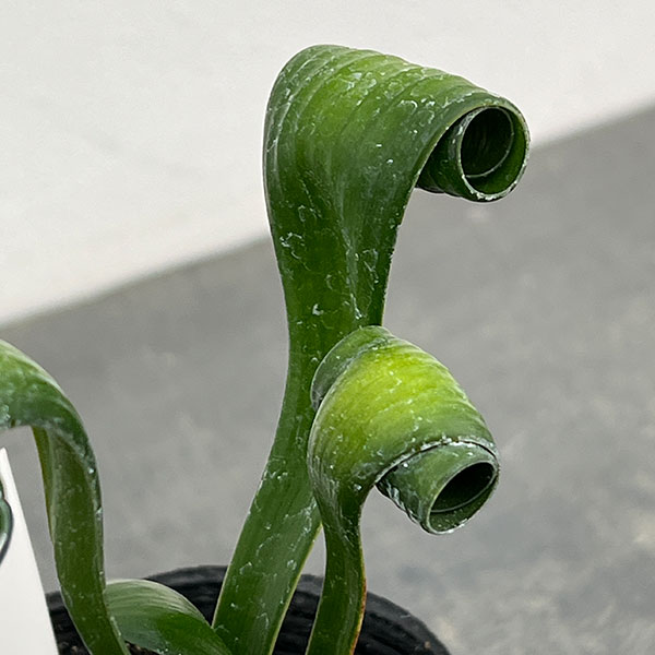 クンシラン：クリビア・カール3号ポット26-20