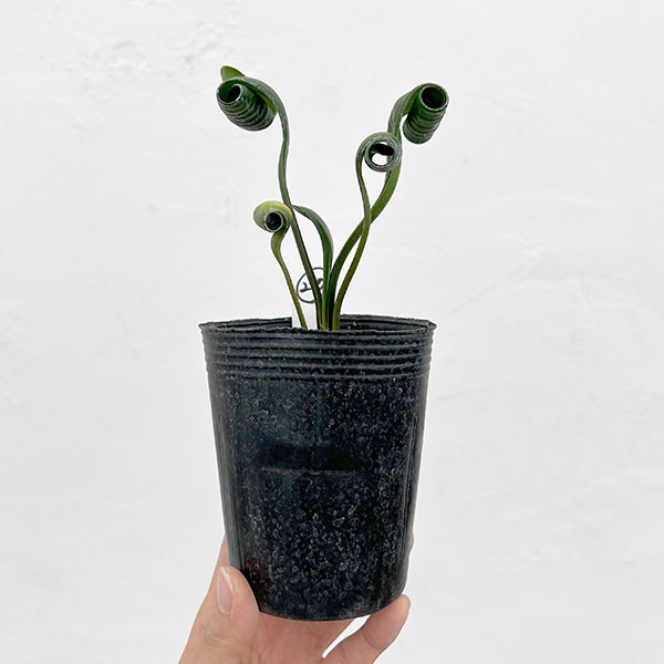 クンシラン：クリビア・カール3号ポット26-20