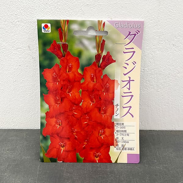 グラジオラス：チノン 5球入り