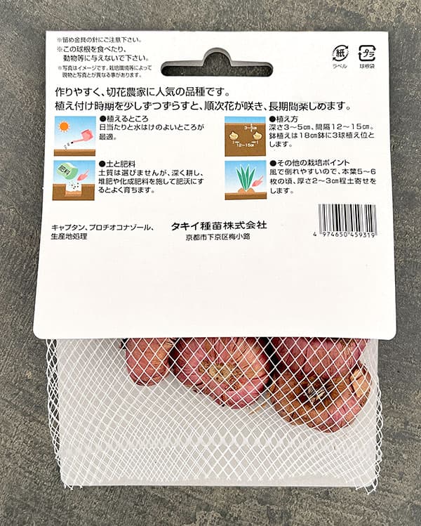 グラジオラス：チノン 5球入り