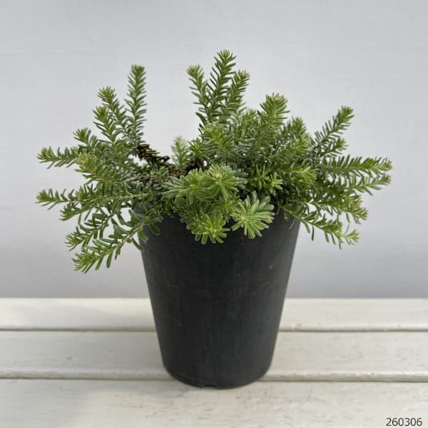 グレビレア：ラニゲラ5号鉢植え