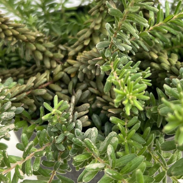 グレビレア：ラニゲラ5号鉢植え