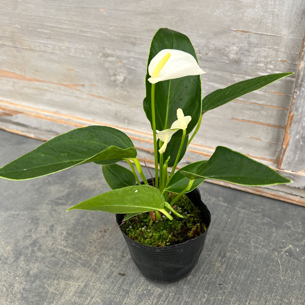 アンスリウム：エクリプス（イクリプス・白色）3号ポット