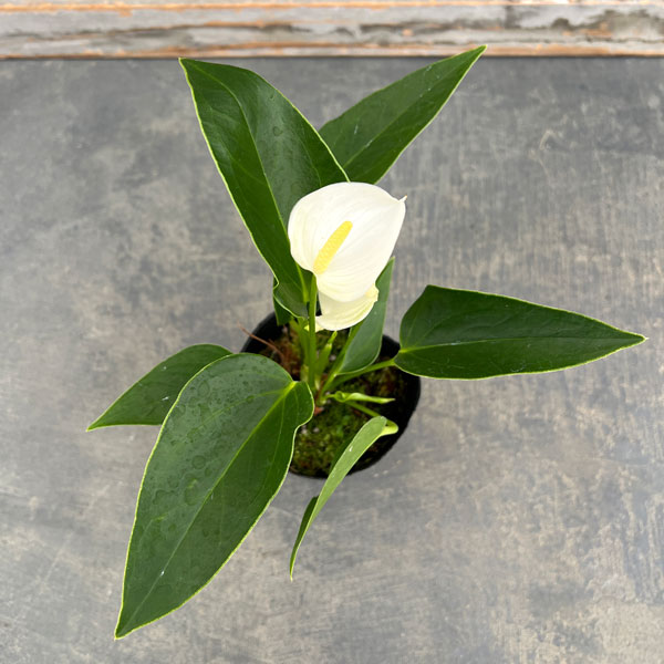 アンスリウム：エクリプス（イクリプス・白色）3号ポット