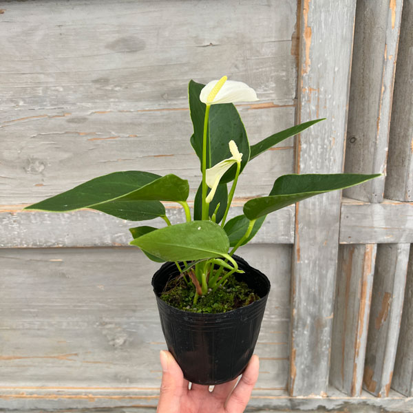 アンスリウム：エクリプス（イクリプス・白色）3号ポット