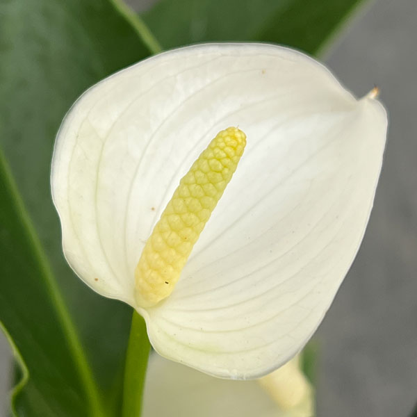 アンスリウム：エクリプス（イクリプス・白色）3号ポット