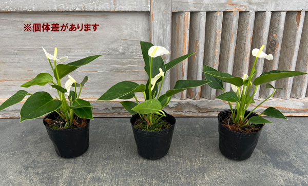 アンスリウム：エクリプス（イクリプス・白色）3号ポット