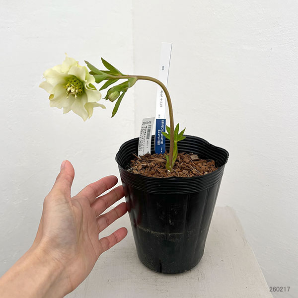 吉田園芸さんのクリスマスローズ：ヒデコートダブル26-01／4.5号ポット【現品販売】