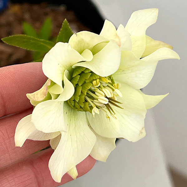 吉田園芸さんのクリスマスローズ：ヒデコートダブル26-01／4.5号ポット【現品販売】