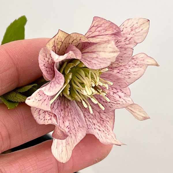 吉田園芸さんのクリスマスローズ：ヒデコートダブル26-02／4.5号ポット【現品販売】