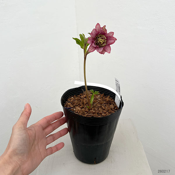 吉田園芸さんのクリスマスローズ：ヒデコートダブル26-03／4.5号ポット【現品販売】