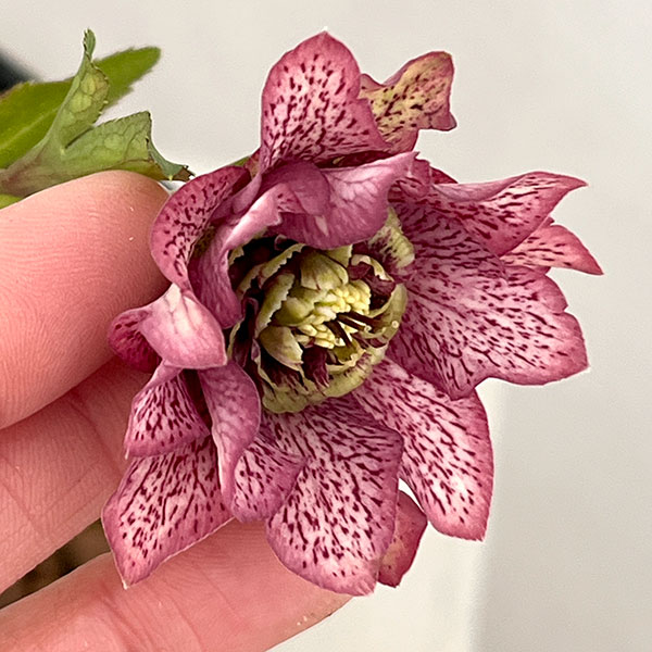 吉田園芸さんのクリスマスローズ：ヒデコートダブル26-03／4.5号ポット【現品販売】