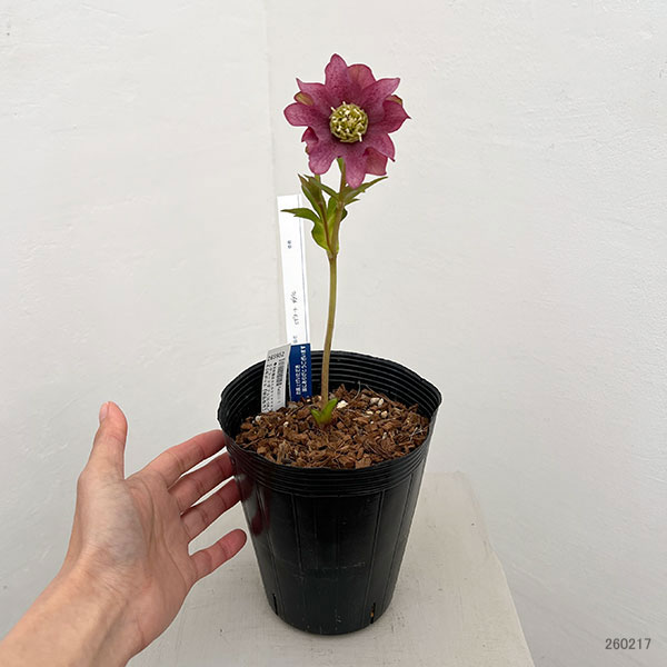 吉田園芸さんのクリスマスローズ:ヒデコートダブル26-04/4.5号ポット【現品販売】