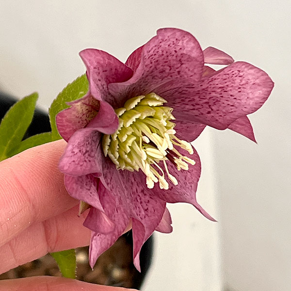 吉田園芸さんのクリスマスローズ:ヒデコートダブル26-04/4.5号ポット【現品販売】