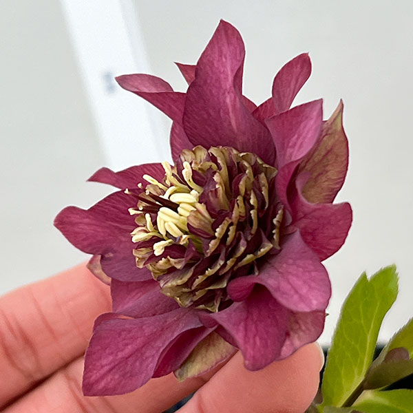 吉田園芸さんのクリスマスローズ：ヒデコートダブル26-05／4.5号ポット【現品販売】