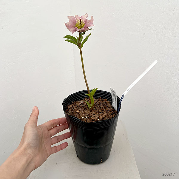 吉田園芸さんのクリスマスローズ:ヒデコートダブル26-06/4.5号ポット【現品販売】