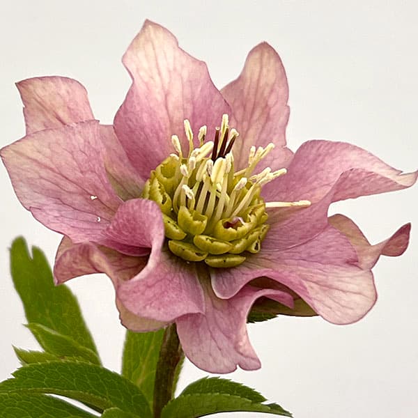 吉田園芸さんのクリスマスローズ:ヒデコートダブル26-06/4.5号ポット【現品販売】