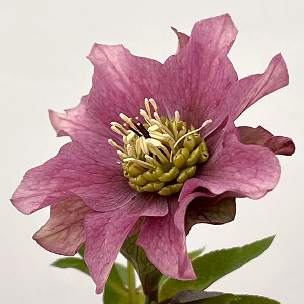 吉田園芸さんのクリスマスローズ:ヒデコートダブル26-07/4.5号ポット【現品販売】