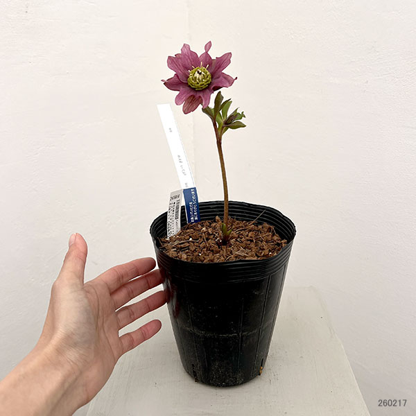 吉田園芸さんのクリスマスローズ：ヒデコートダブル26-08／4.5号ポット【現品販売】