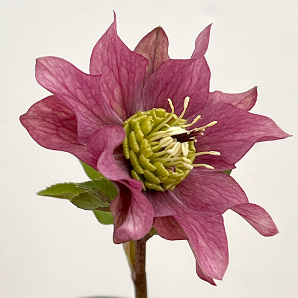 吉田園芸さんのクリスマスローズ：ヒデコートダブル26-08／4.5号ポット【現品販売】