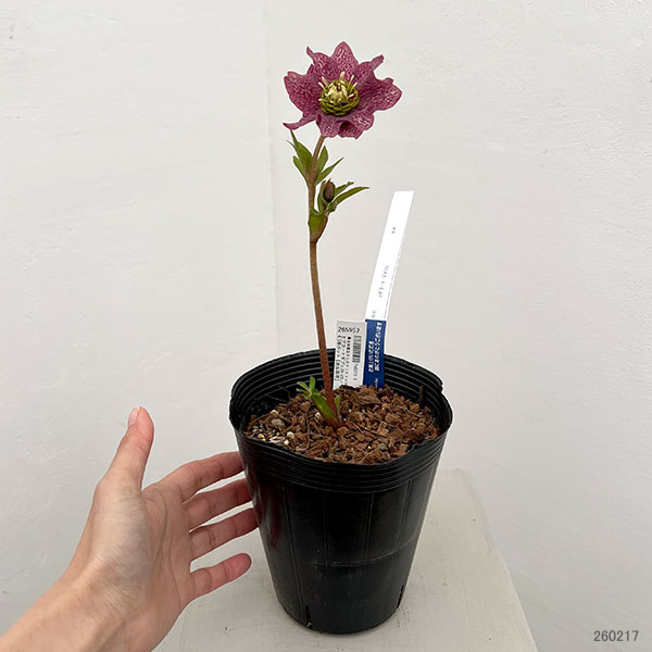 吉田園芸さんのクリスマスローズ：ヒデコートダブル26-09／4.5号ポット【現品販売】