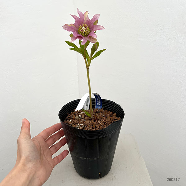 園芸ネット本店｜吉田園芸さんのクリスマスローズ：ヒデコートダブル26