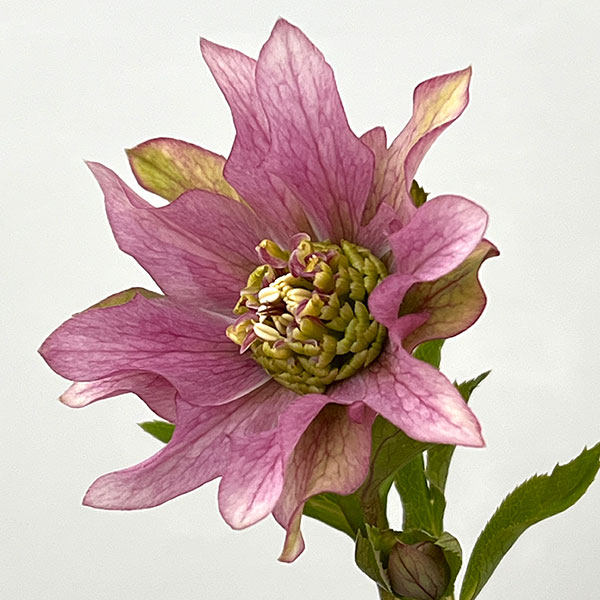 園芸ネット本店｜吉田園芸さんのクリスマスローズ：ヒデコートダブル26