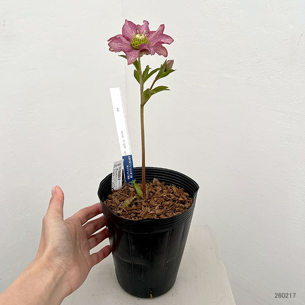 吉田園芸さんのクリスマスローズ：ヒデコートダブル26-11／4.5号ポット【現品販売】