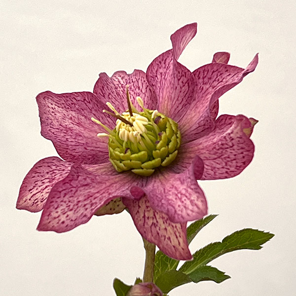 吉田園芸さんのクリスマスローズ：ヒデコートダブル26-11／4.5号ポット【現品販売】