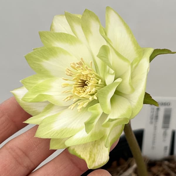 吉田園芸さんのクリスマスローズ：ピエラ26-01／4.5号ポット【現品販売】